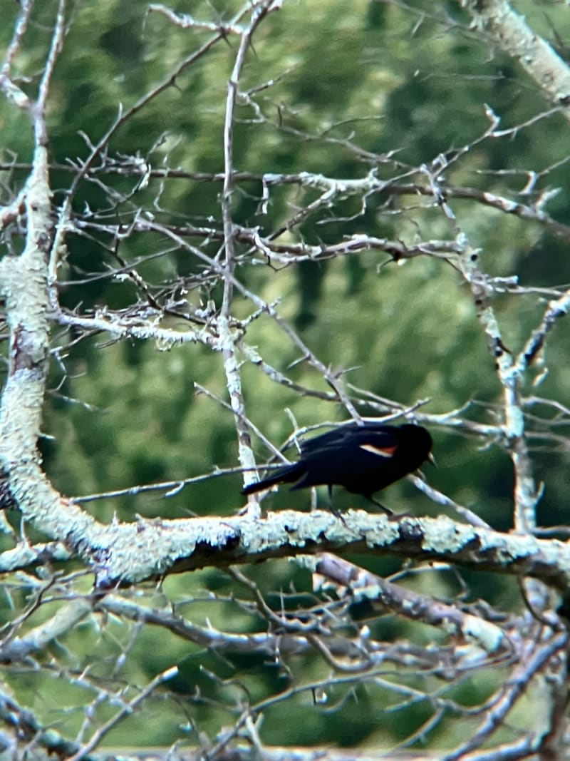 Red-winged Blackbird