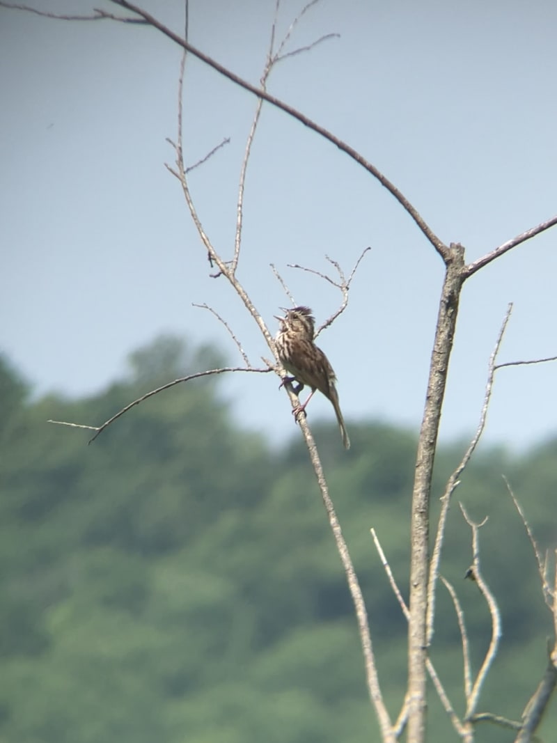 Song Sparrow