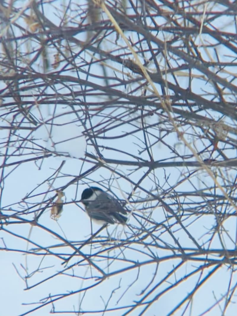 Black-capped Chickadee