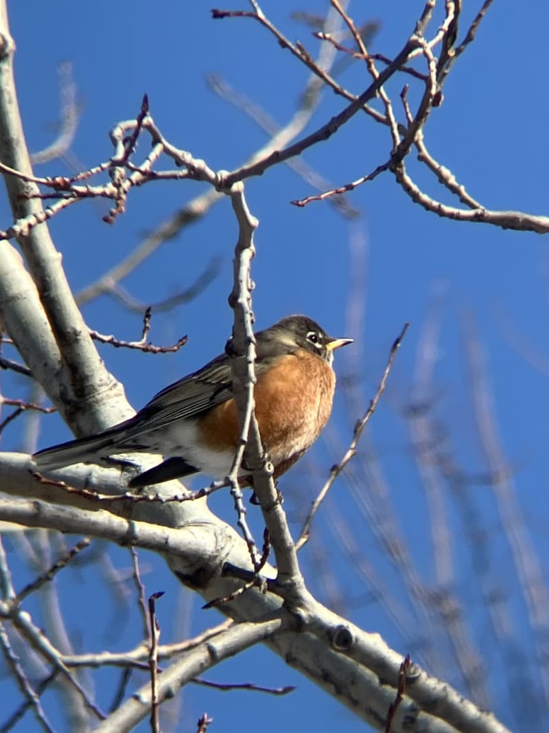 American Robin