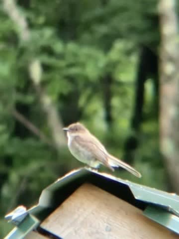 Eastern Phoebe