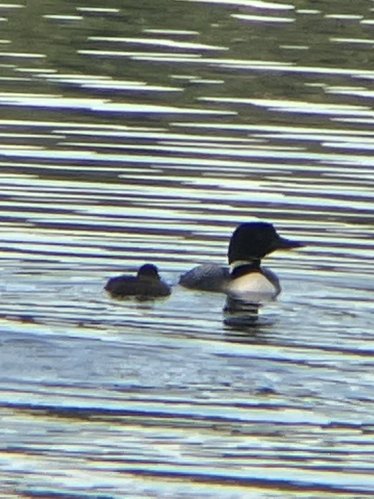 Common Loon