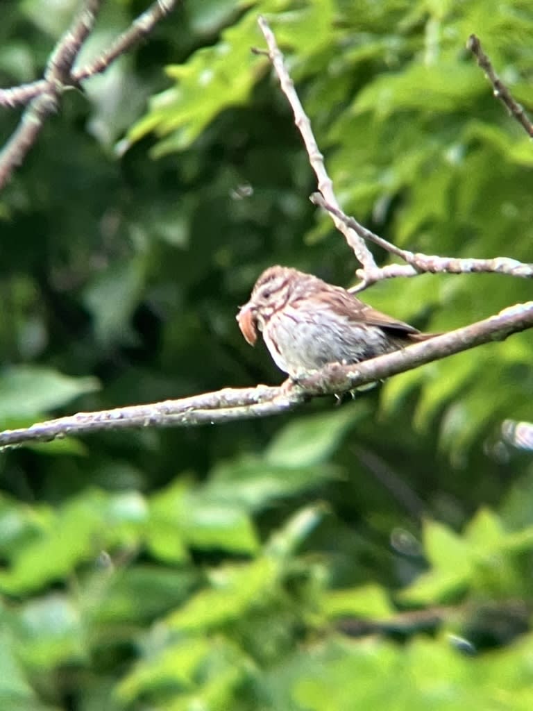 Song Sparrow