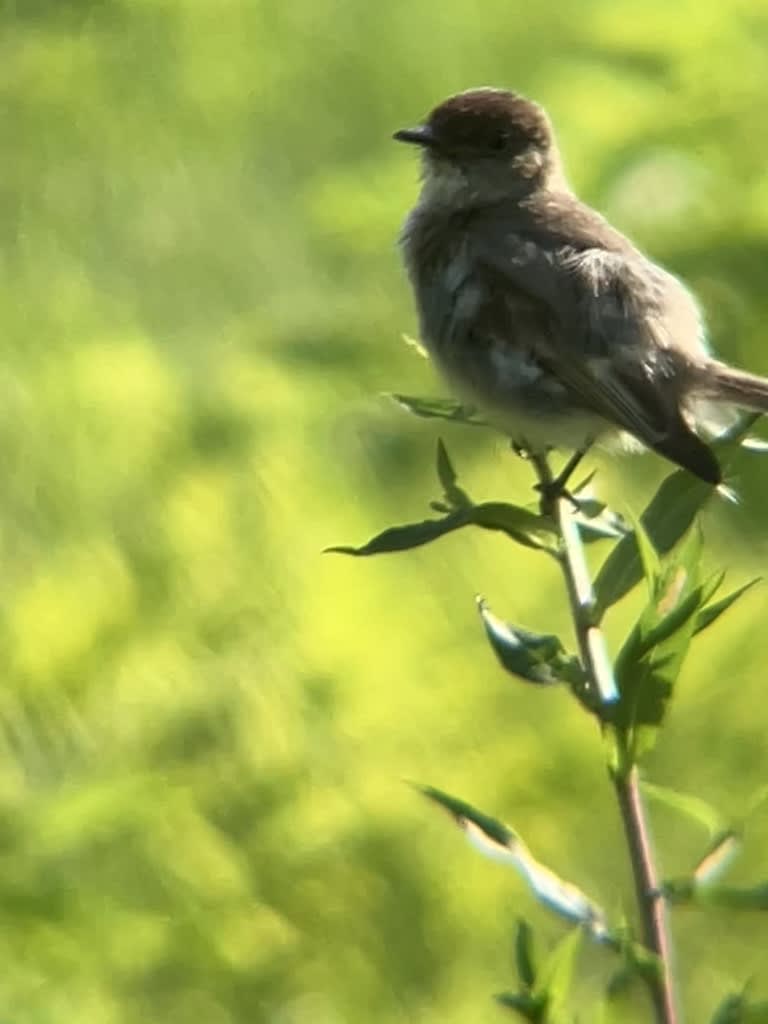 Eastern Phoebe