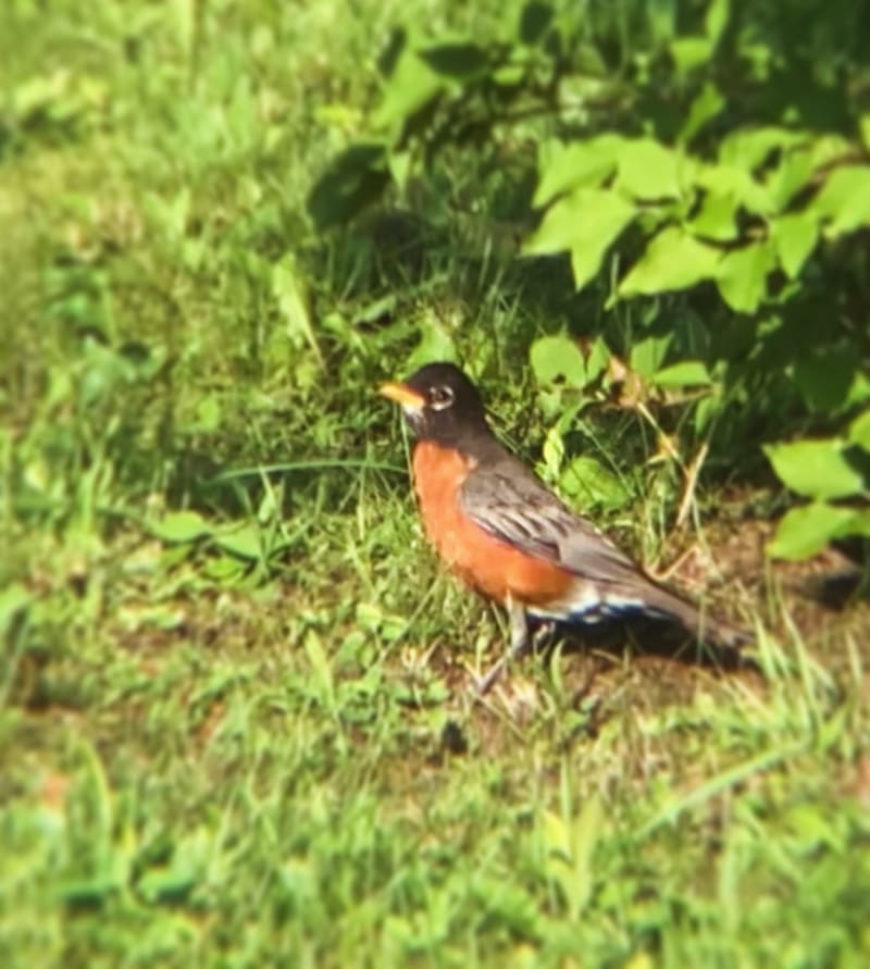 American Robin