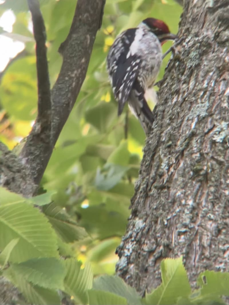 Yellow-bellied Sapsucker