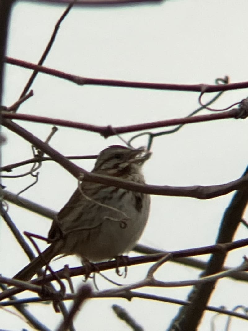 Song Sparrow