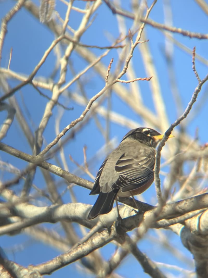 American Robin