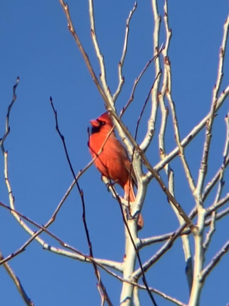 Northern Cardinal