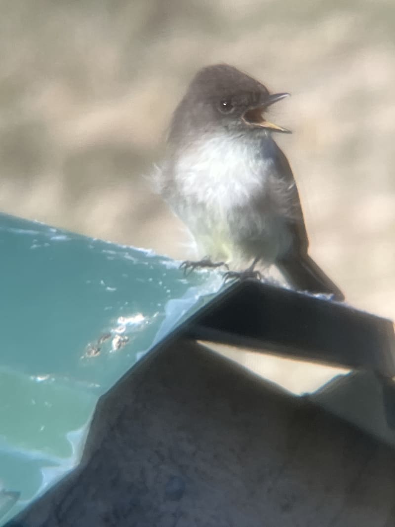 Eastern Phoebe