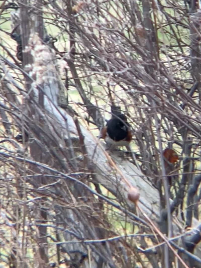 Eastern Towhee