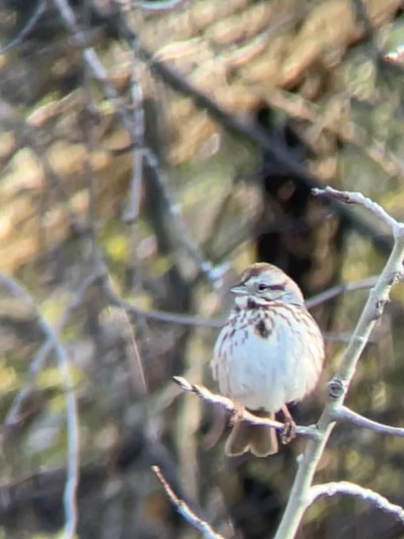 Song Sparrow