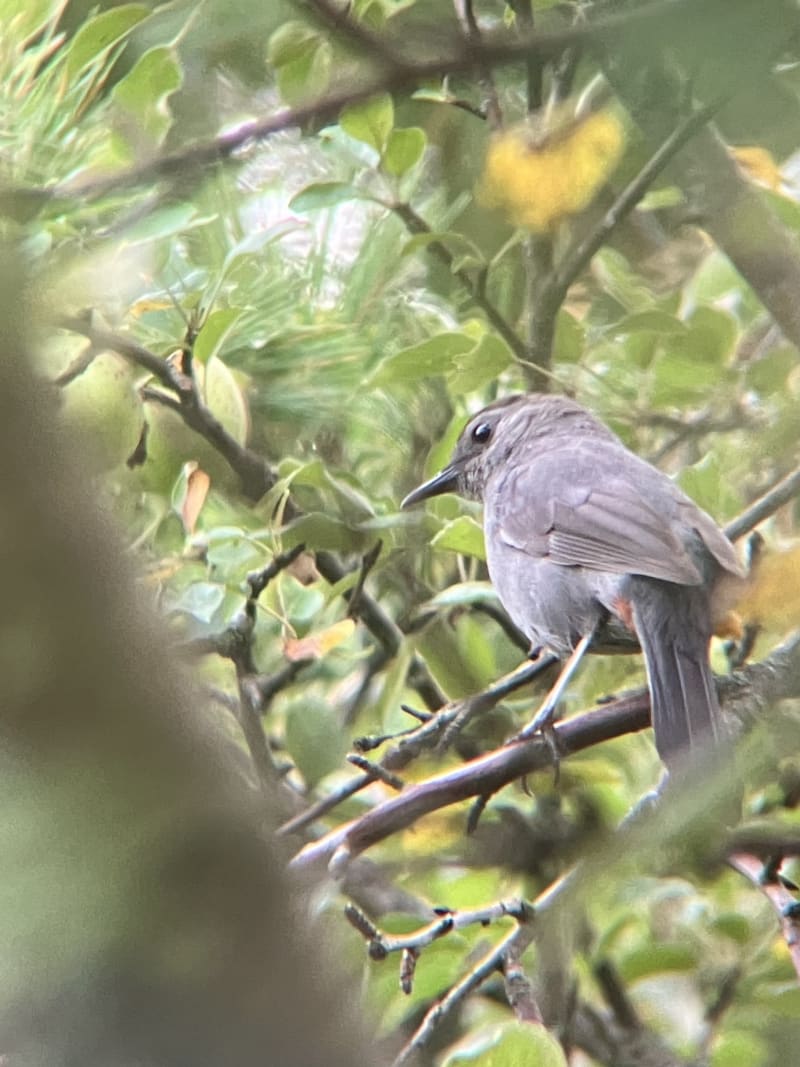 Gray Catbird
