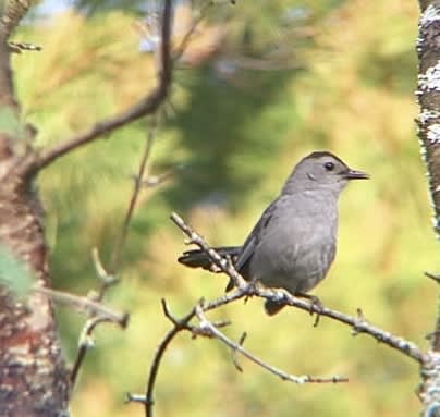 Gray Catbird