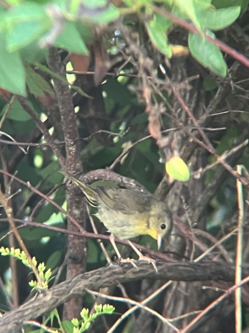 Common Yellowthroat