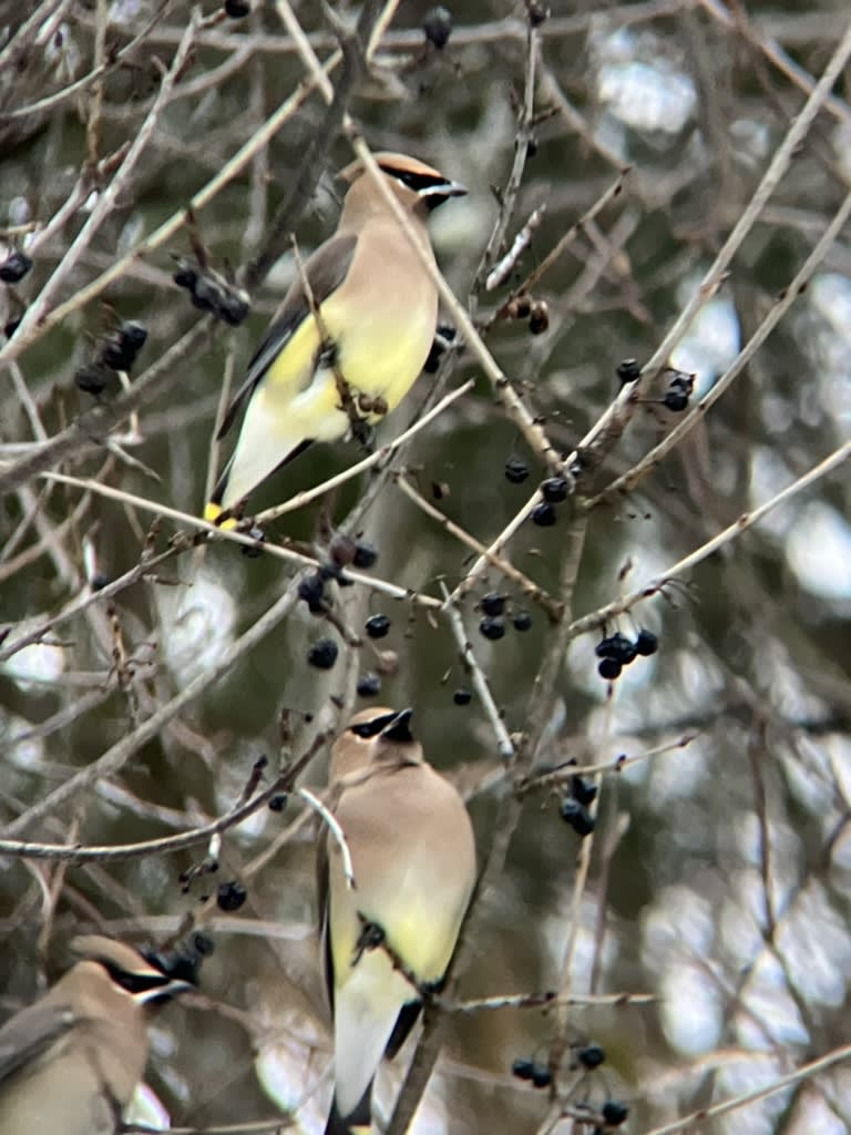Cedar Waxwing