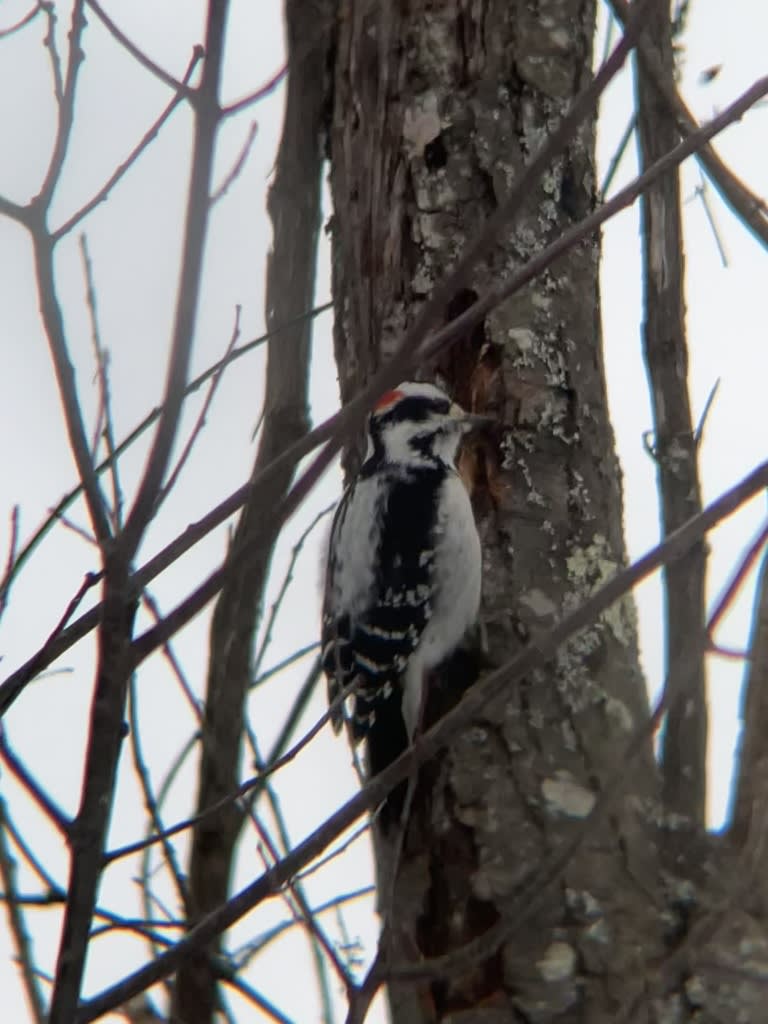 Downy Woodpecker