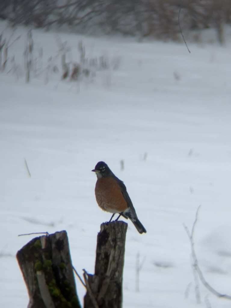 American Robin