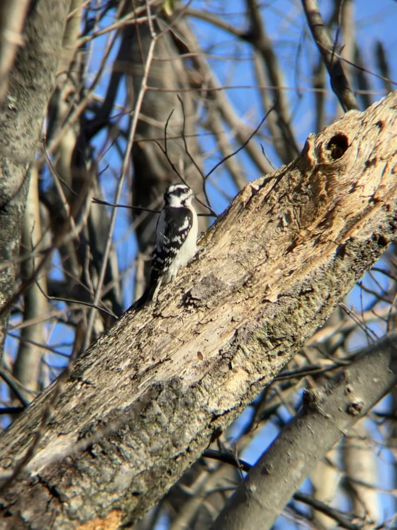 Downy Woodpecker