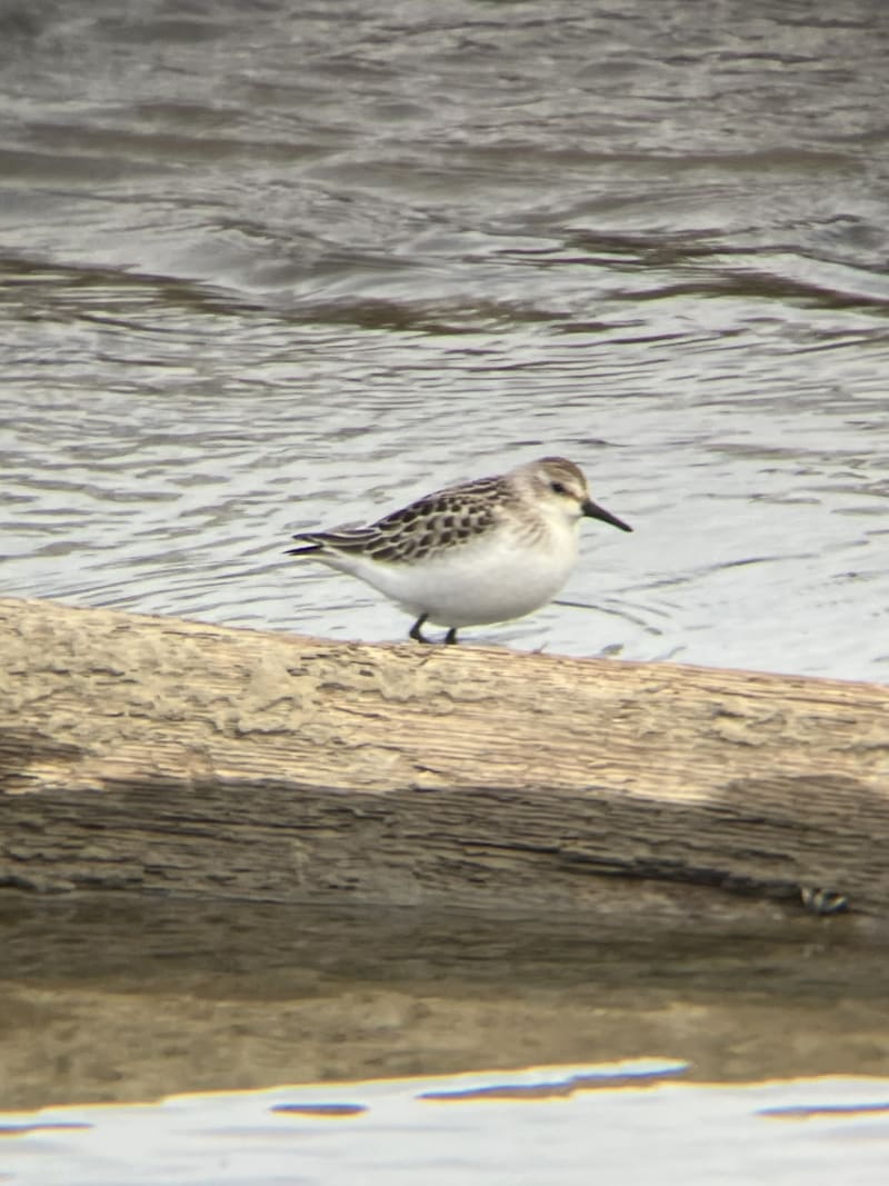 Semipalmated Sandpiper