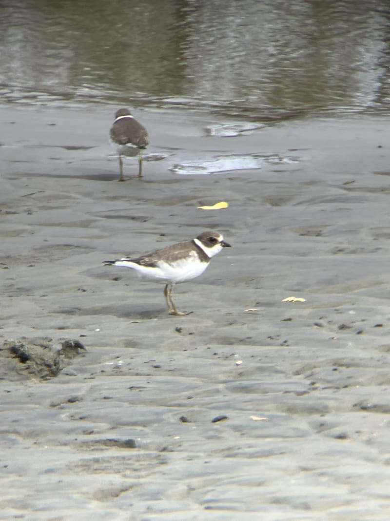 Semipalmated Plover