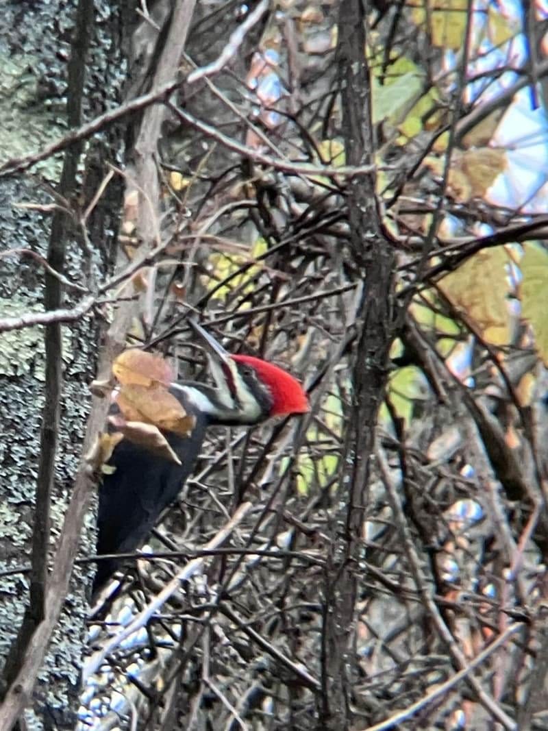 Pileated Woodpecker
