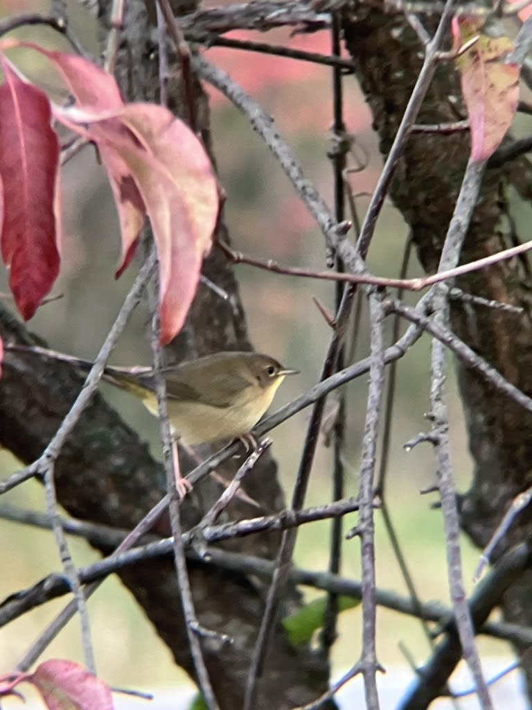 Common Yellowthroat