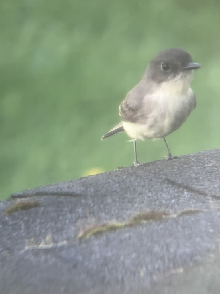 Eastern Phoebe