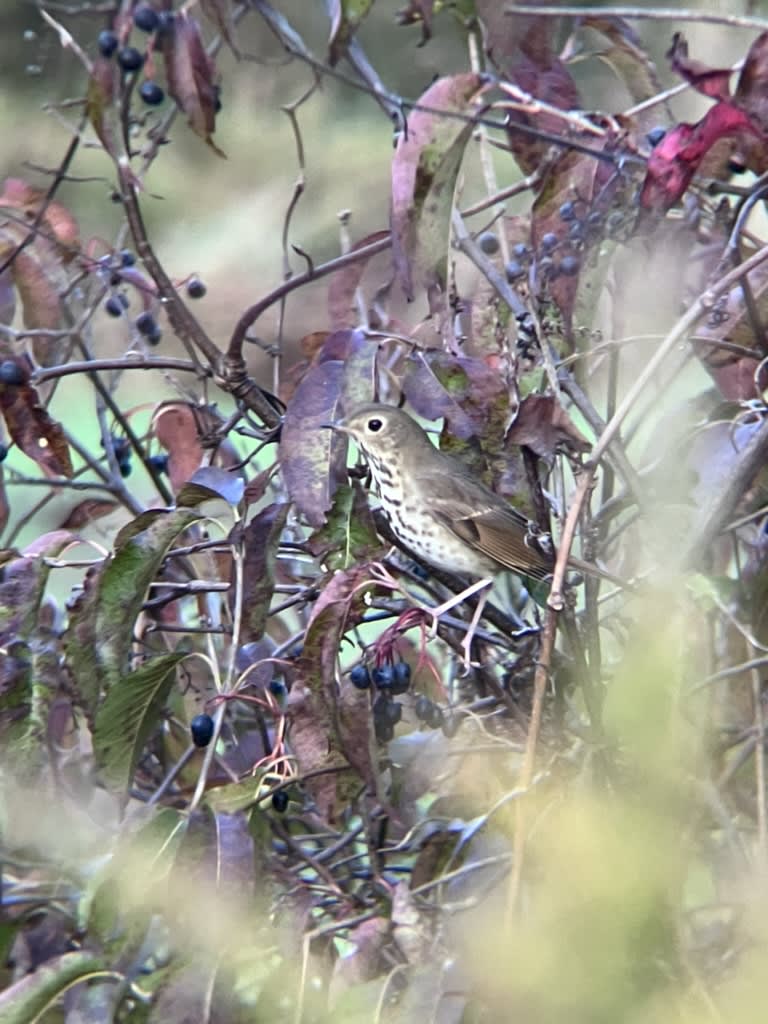 Hermit Thrush