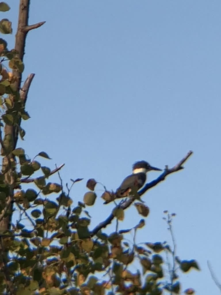 Belted Kingfisher