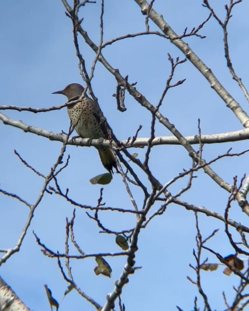 Northern Flicker