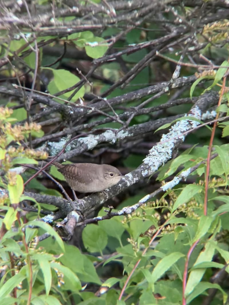 House Wren
