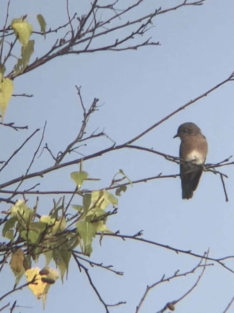 Eastern Bluebird