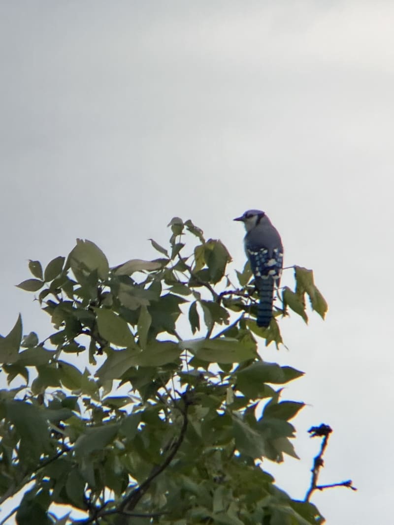 Blue Jay
