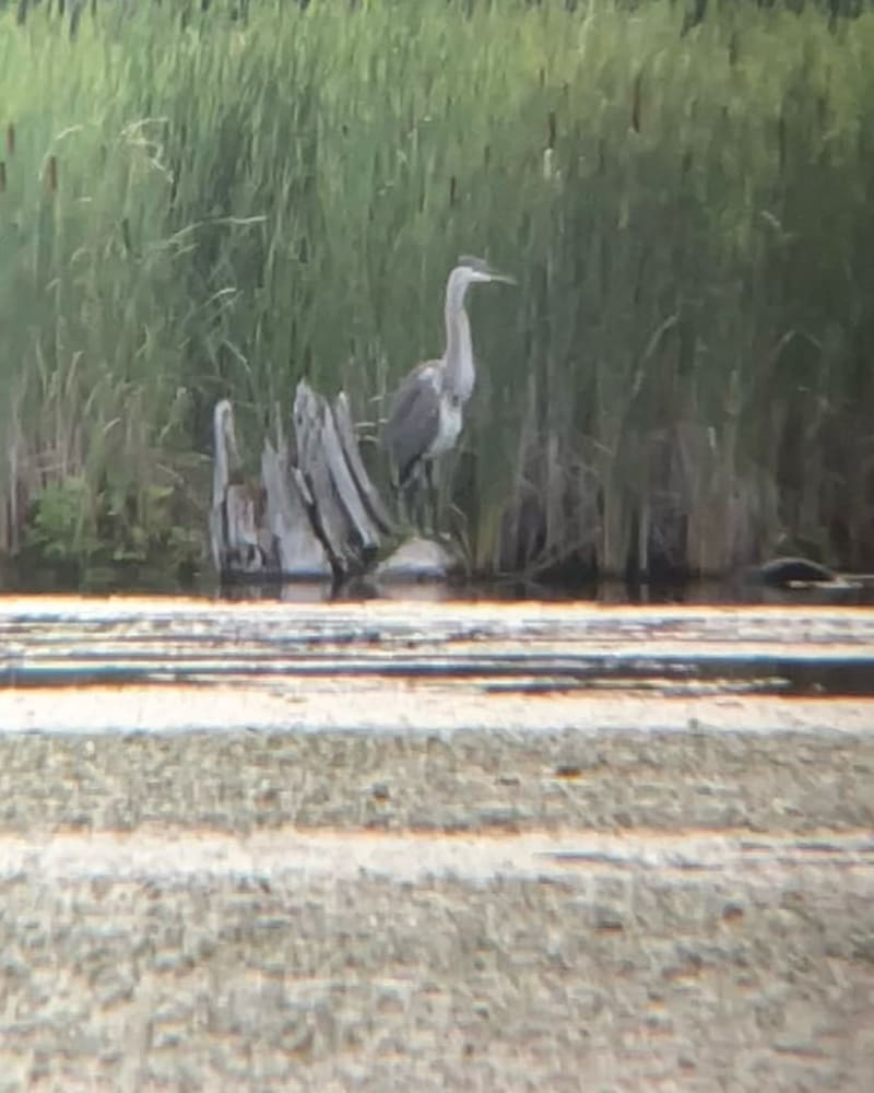 Great Blue Heron