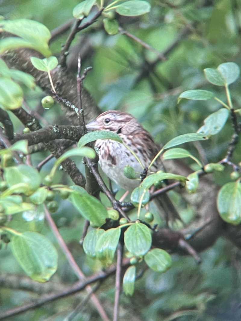 Song Sparrow