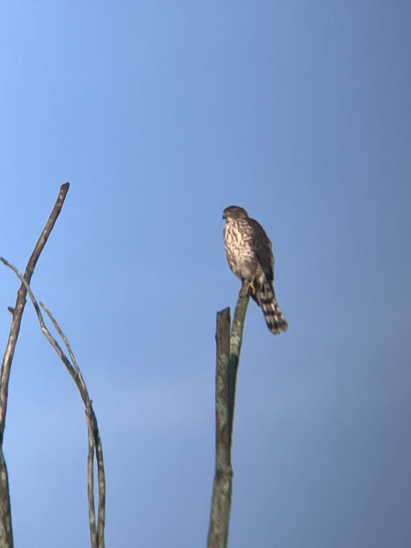 Sharp-shinned Hawk