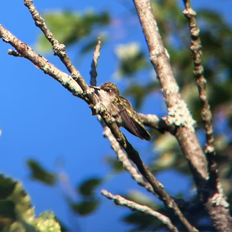 Ruby-throated Hummingbird