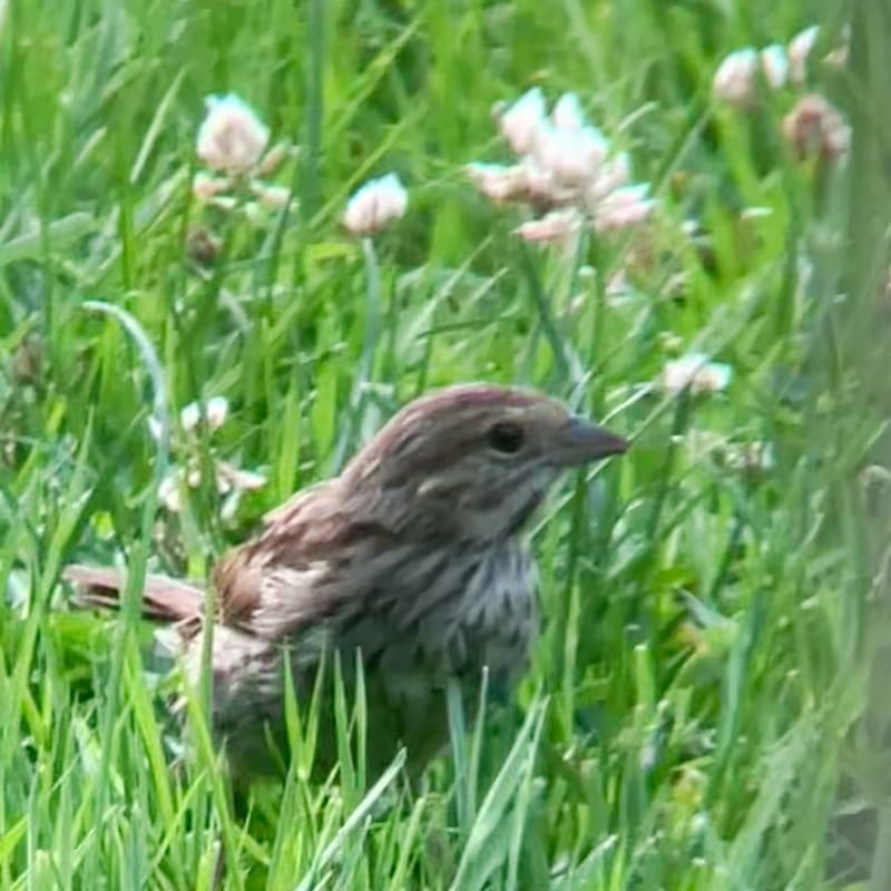 Song Sparrow
