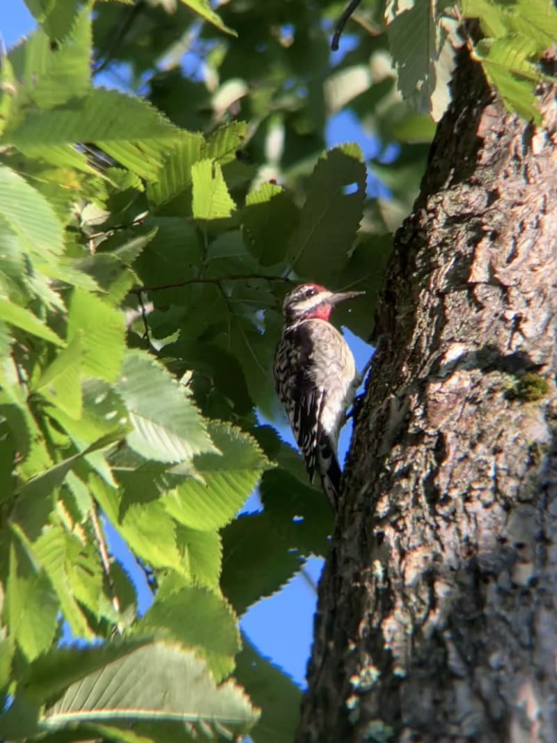 Yellow-bellied Sapsucker