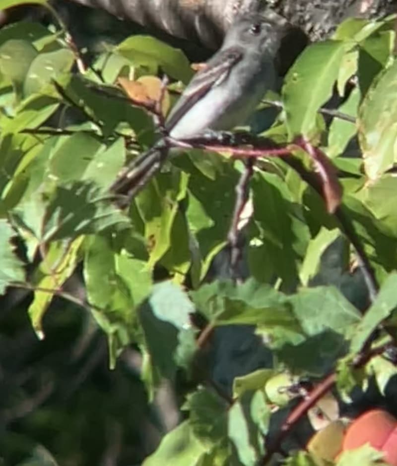 Eastern Wood-Pewee