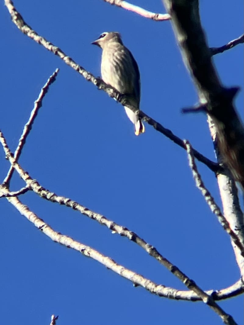 Cedar Waxwing