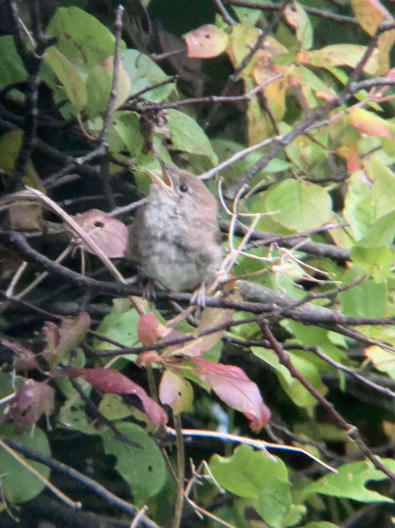 House Wren
