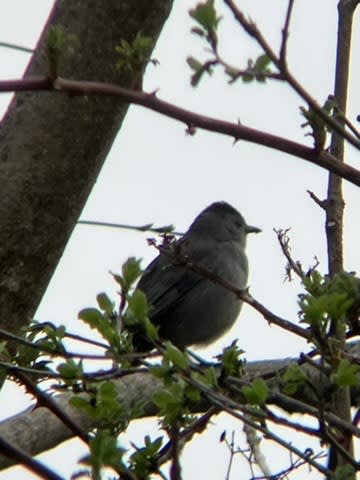 Gray Catbird