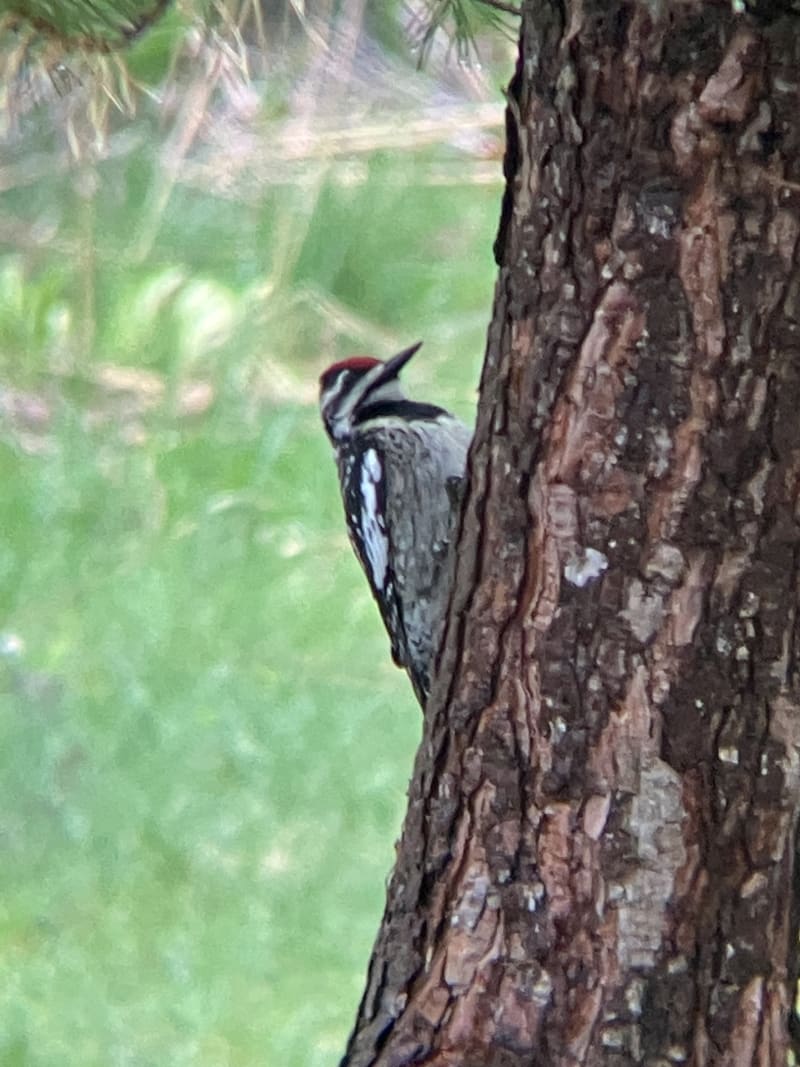 Yellow-bellied Sapsucker
