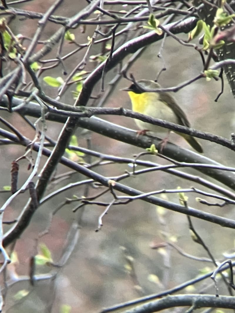 Common Yellowthroat