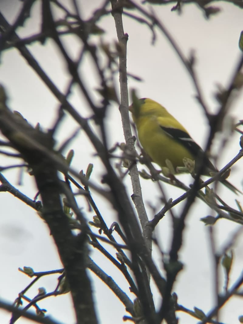 American Goldfinch