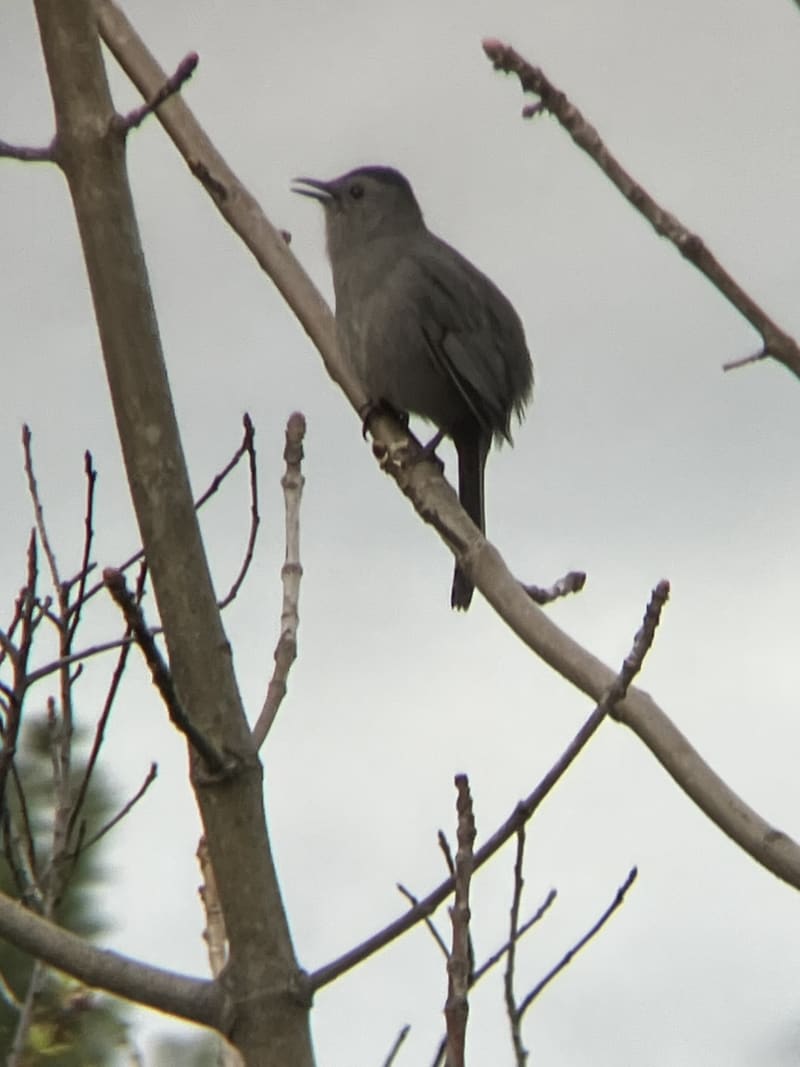 Gray Catbird