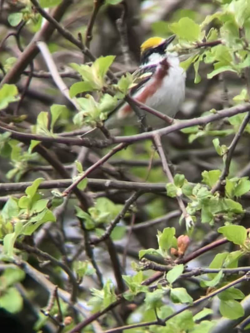 Chestnut-sided Warbler