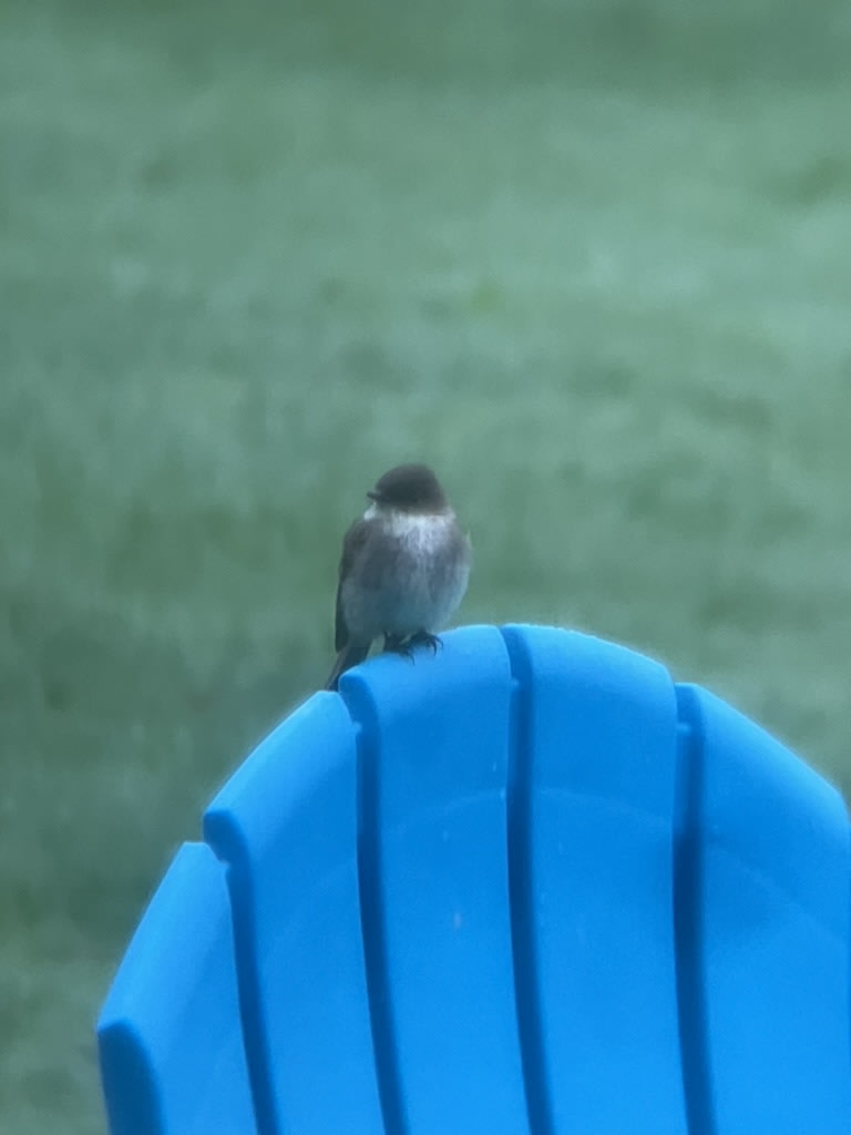 Eastern Phoebe